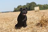 STAFFIE 004